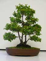 Winning Tree