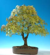 Winning Tree