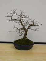 English Elm