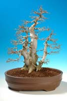 Winning Tree
